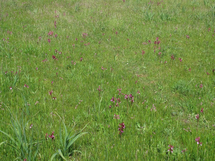 Anacamptis papilionacea